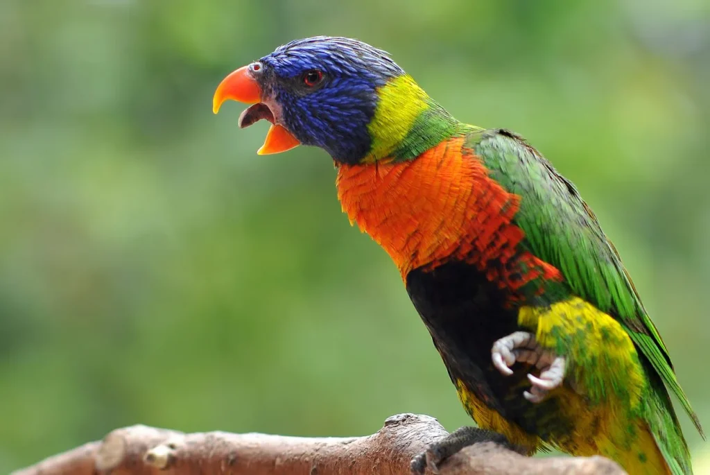 bird care