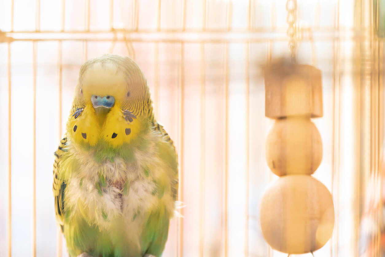 bird care